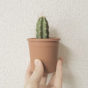 サボテン