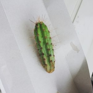 泥を洗ったサボテン