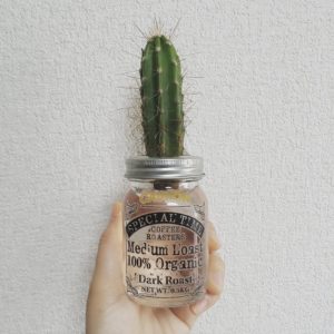 100均DIYで作った水耕栽培のサボテン
